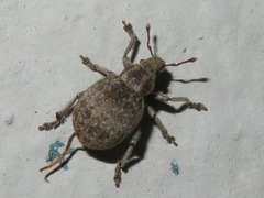 Philopedon plagiatum