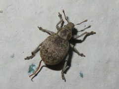 Philopedon plagiatum