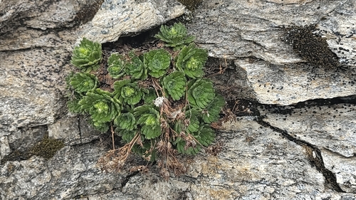Saxifraga pedemontana cymosa
