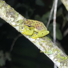 Bahia Heart-Tongued Frog photo 4
