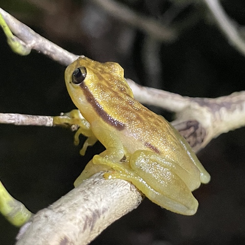 Spotted Heart-tongued Frog