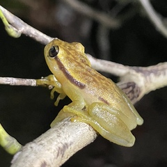 Spotted Heart-Tongued Frog photo 1