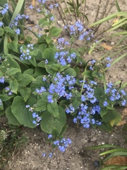 Brunnera