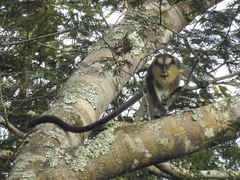 Cercopithecus pogonias