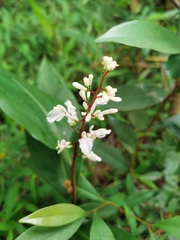 Alpinia oblongifolia