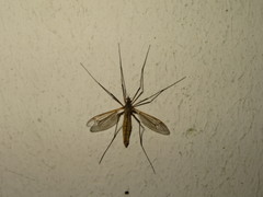 Tipula vernalis