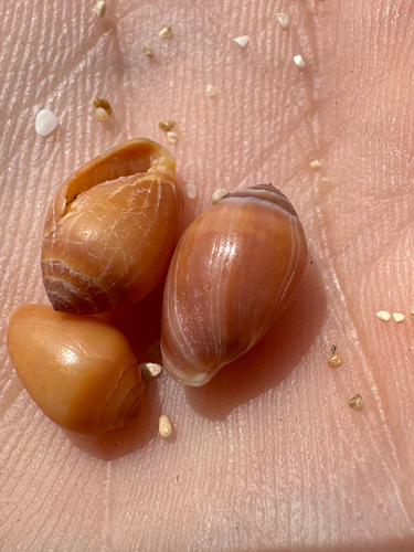 Melampus castaneus observed 2026-06-17