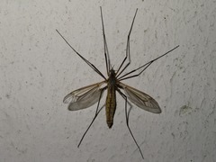 Tipula vernalis