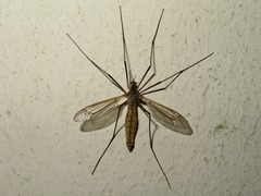 Tipula vernalis