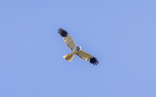 Hen Harrier