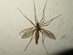 Tipula vernalis