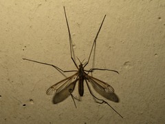 Tipula vernalis