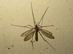 Tipula vernalis