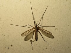 Tipula vernalis