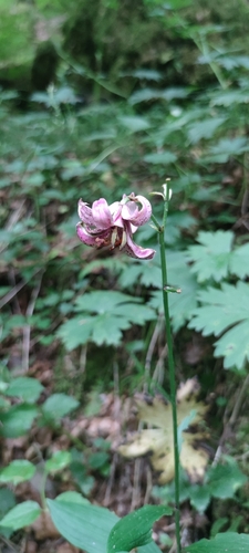 Martagon Lily