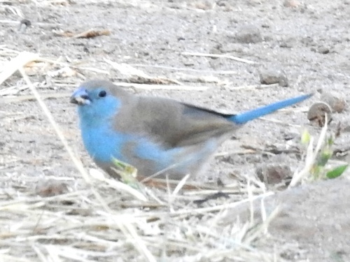 Southern Cordonbleu