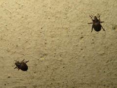 Philopedon plagiatum