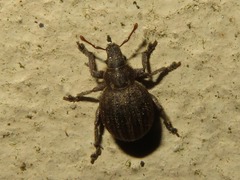 Philopedon plagiatum