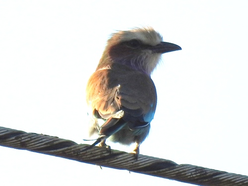 Lilac-breasted Roller