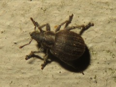 Philopedon plagiatum