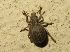 Philopedon plagiatum