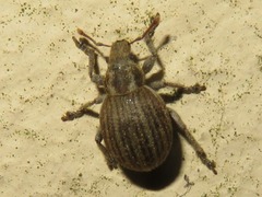 Philopedon plagiatum