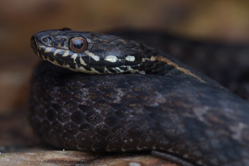 Gunung Inas Keelback