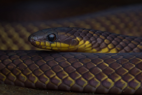 Schulz's Reed Snake