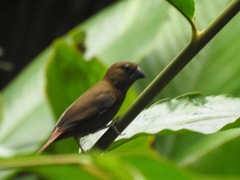 Pyrenestes ostrinus