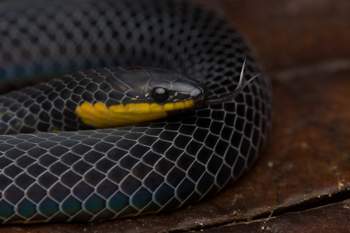 Tweedie's Mountain Reed Snake