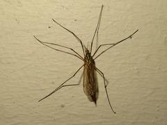 Nephrotoma submaculosa