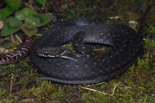 Gunung Inas Keelback