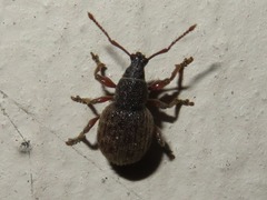 Otiorhynchus smreczynskii
