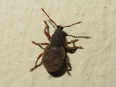 Otiorhynchus smreczynskii