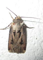 Agrotis spinifera
