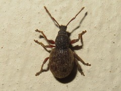 Otiorhynchus smreczynskii