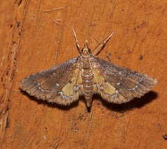 Niphograpta albiguttalis