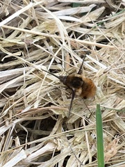 Bombylius major