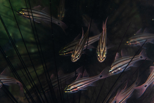 Doederlein's cardinalfish (Ostorhinchus doederleini) — Apogonidae — 4