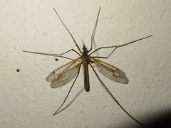 Tipula vernalis