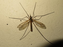 Tipula vernalis