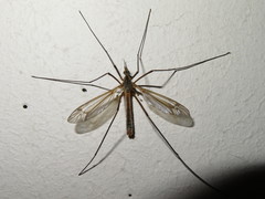 Tipula vernalis