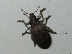 Philopedon plagiatum