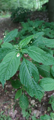 small balsam