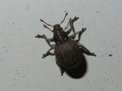 Philopedon plagiatum