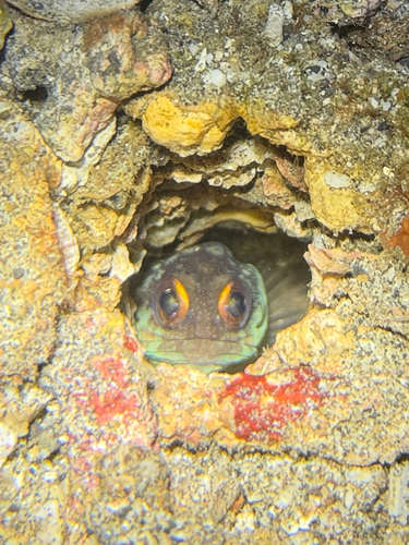 Opistognathus randalli observed 2026-06-21