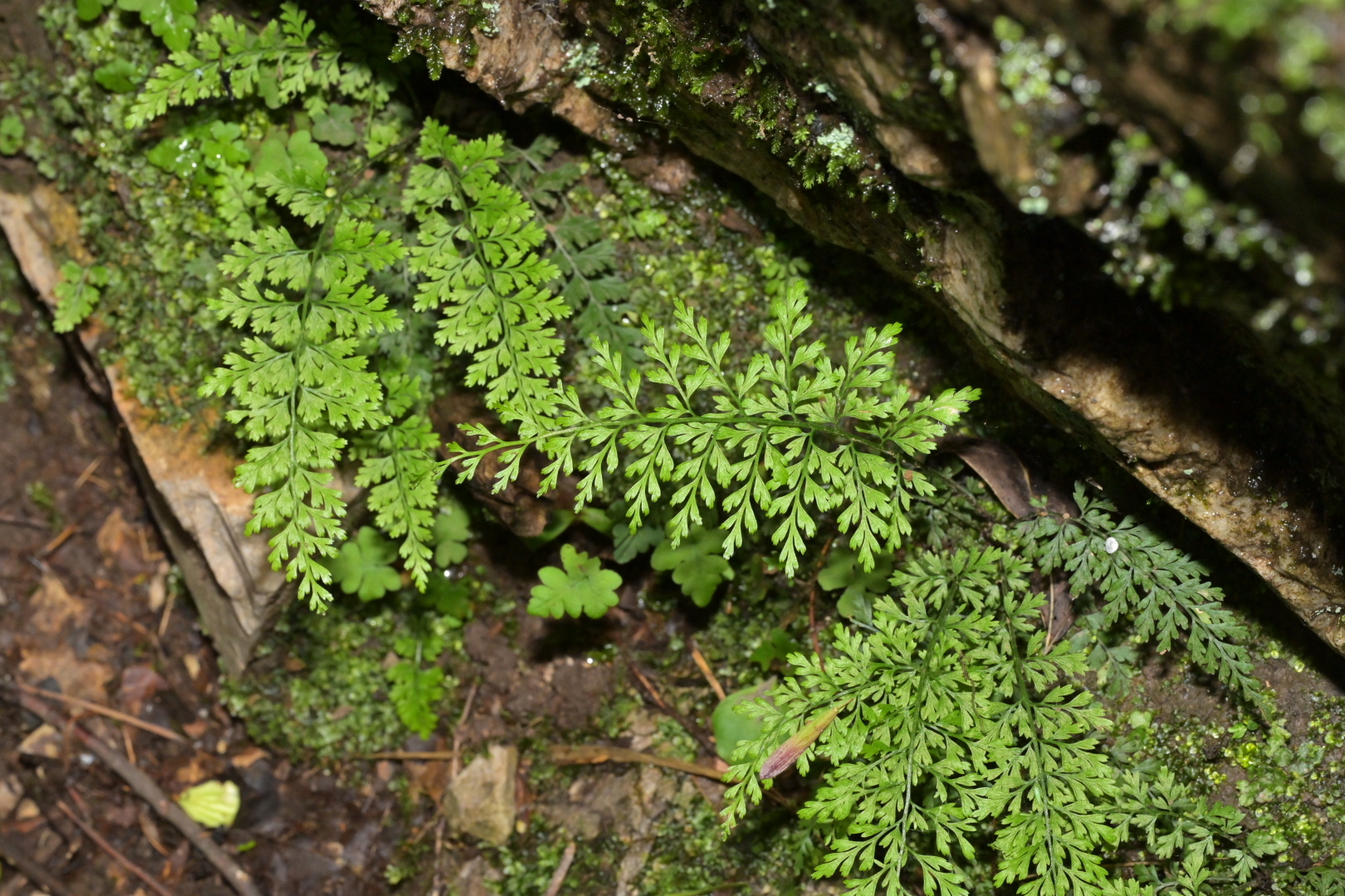 Asplenium anogrammoides