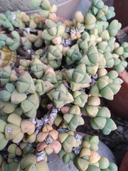 Corpuscularia lehmannii