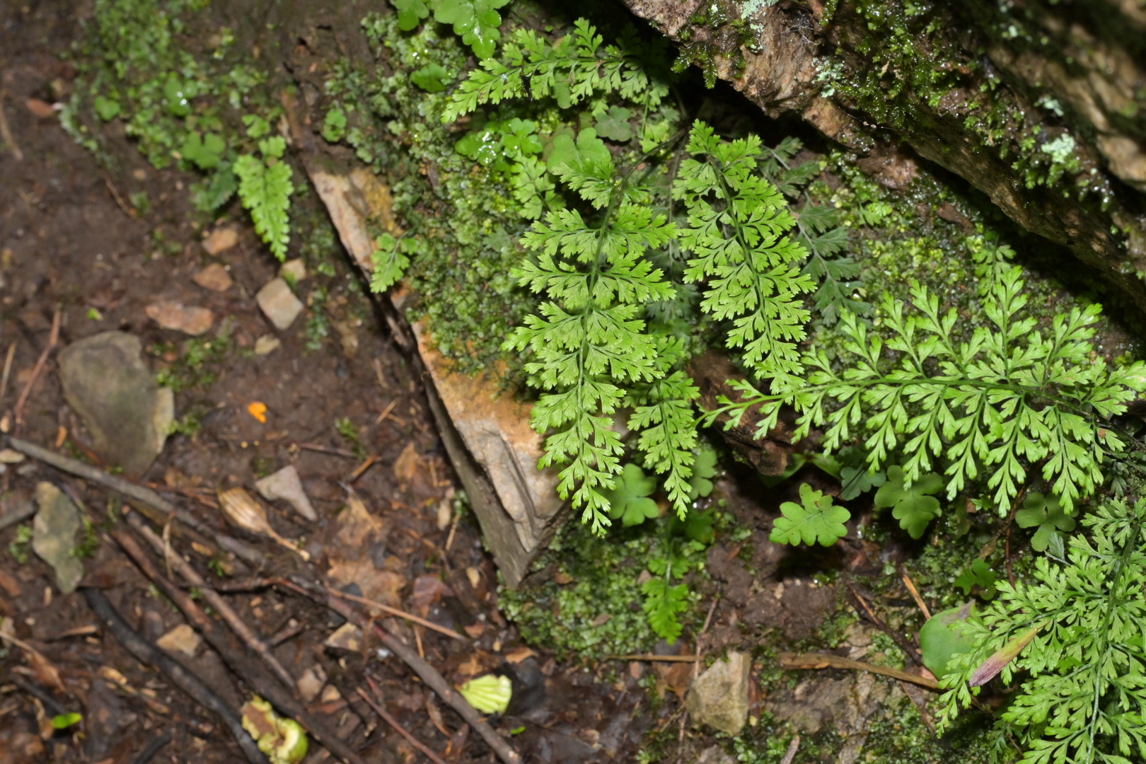 Asplenium anogrammoides Christ 2