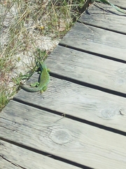 Timon lepidus ibericus